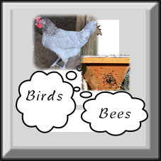 Birds Bees Button