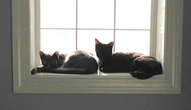 Cats