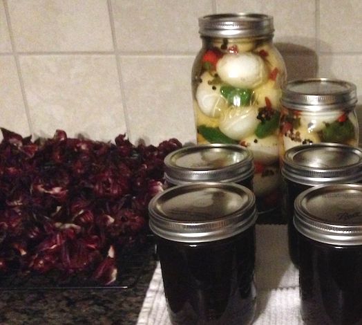 Hibiscus and Eggs