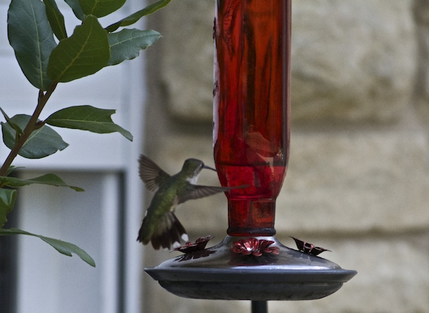 Hummingbird