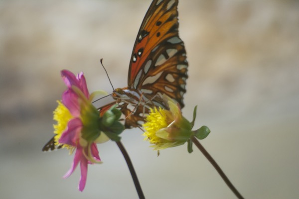 Monarch