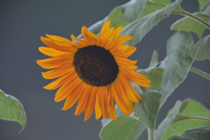 Sunflower Closeup