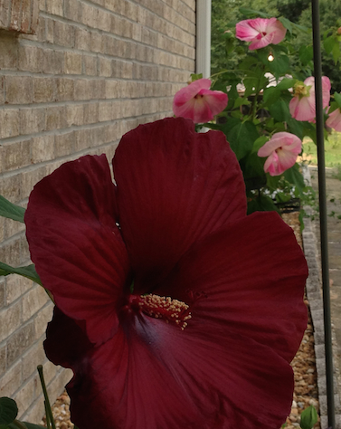 Hibiscus Heaven