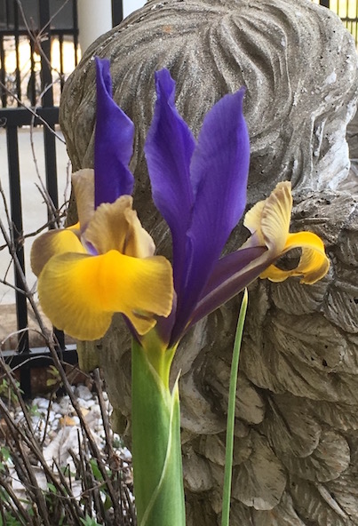 Iris
