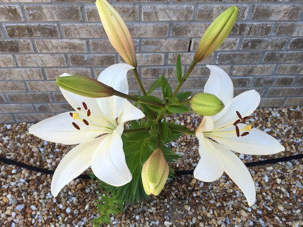 Lily Close