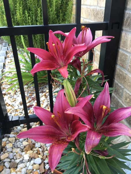 Lily-Red