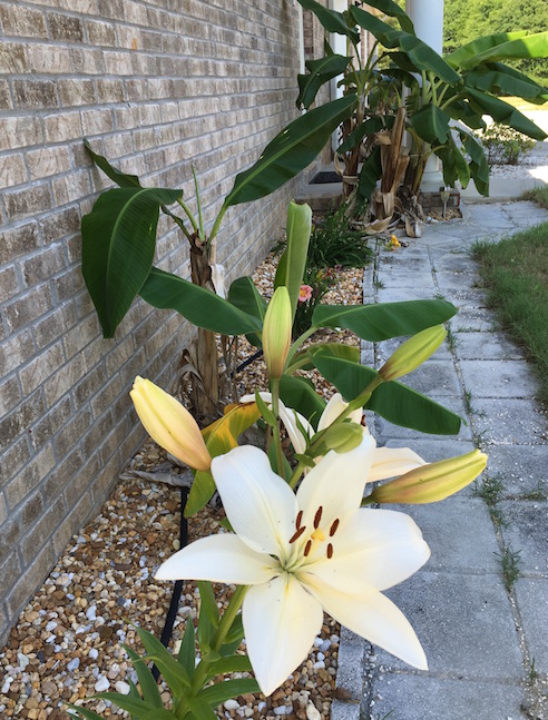 Lily Wide