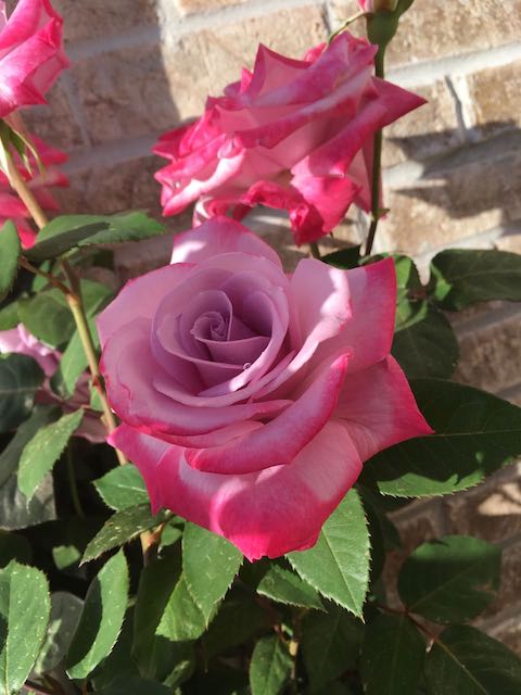 Beauty of
                God's Creation