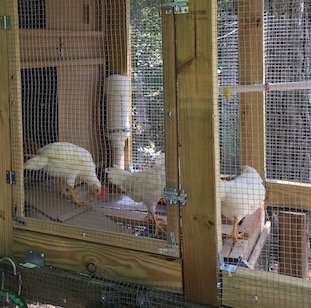 Leghorns